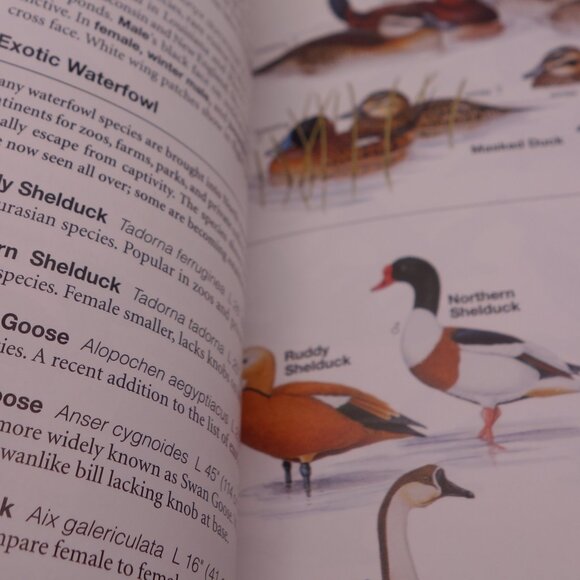 National Geographic Field Guide to the Birds of North America ISBN 0-7992-6877-6 - Picture 15 of 16